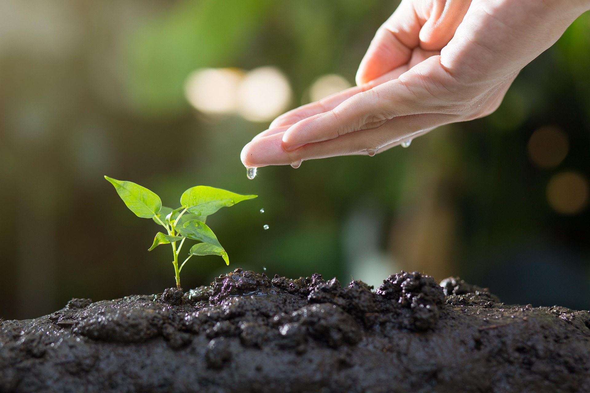 Planting the Seeds: An Introduction to Ecofeminism and Its Growing Importance in Canadian Law